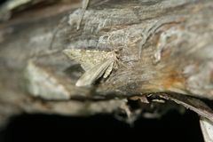 Entephria