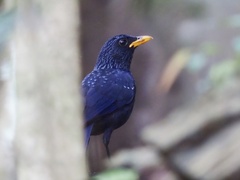 Myophonus caeruleus crassirostris