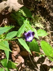 Torenia travancorica