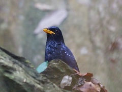 Myophonus caeruleus crassirostris