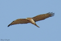 Circaetus gallicus