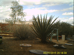 Ammospermophilus leucurus