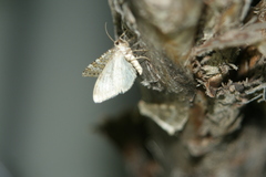 Entephria caesiata