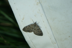 Thera cognata