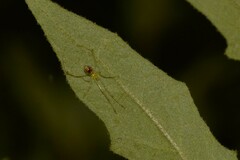 Thwaitesia nigronodosa