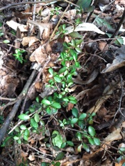 Neomyrtus pedunculata