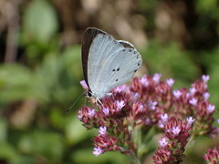 Candalides xanthospilos