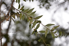 Podolobium aciculiferum