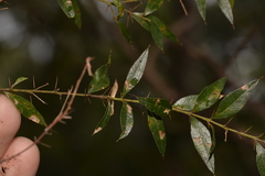 Podolobium aciculiferum