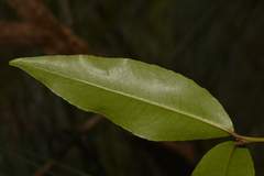 Austrobuxus swainii