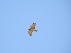 Circaetus gallicus