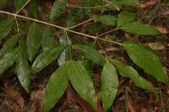 Austrobuxus swainii
