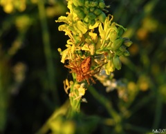 Oxyopes heterophthalmus