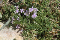 Vicia villosa