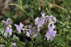 Vicia villosa
