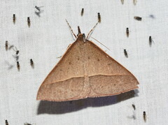 Epidesmia chilonaria