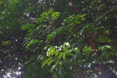 Staphylea malabarica