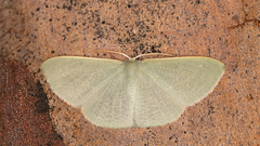 Prasinocyma ocyptera