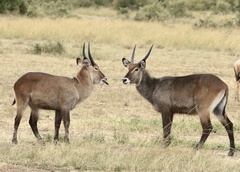 Kobus ellipsiprymnus defassa