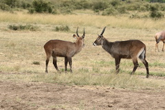 Kobus ellipsiprymnus defassa