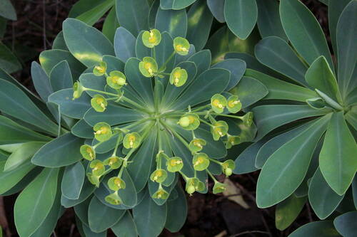 Euphorbia atropurpurea f. lutea