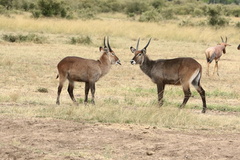 Kobus ellipsiprymnus defassa