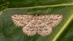Zermizinga sinuata