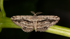 Scioglyptis canescaria