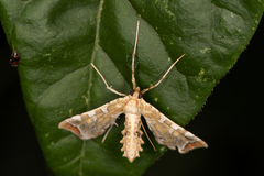 Leucinodes cordalis
