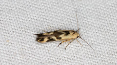 Stathmopoda melanochra