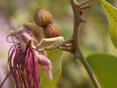Capparis zeylanica
