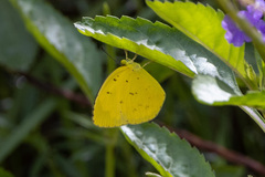 Eurema alitha