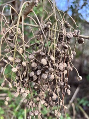 Toxicodendron trichocarpum