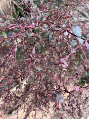 Alternanthera ficoidea