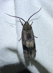 Pycnocera hypoxantha