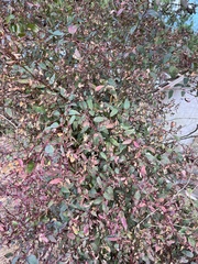 Alternanthera ficoidea