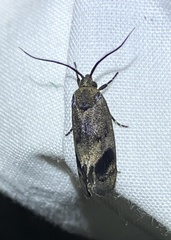 Pycnocera hypoxantha