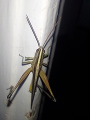 Staurorhectus longicornis