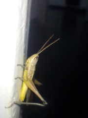 Staurorhectus longicornis