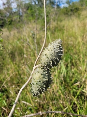 Ibatia