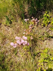 Campuloclinium macrocephalum