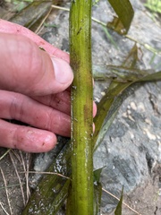Vallisneria australis
