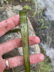 Vallisneria australis