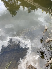 Vallisneria australis