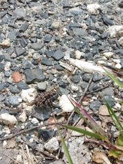 Neocicindela tuberculata