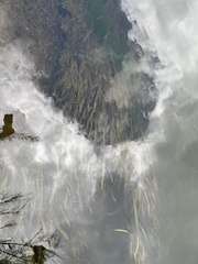 Vallisneria australis