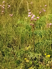 Campuloclinium macrocephalum