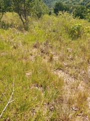 Campuloclinium macrocephalum