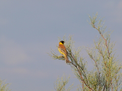 Emberiza melanocephala