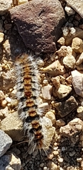 Thaumetopoea pityocampa